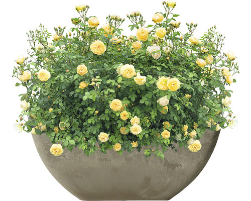 Gelbe Rosen in einem Pflanzgefäß