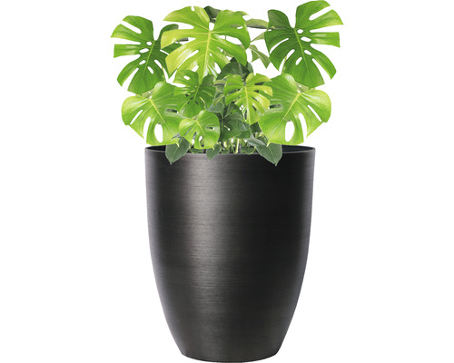 Monstera Zimmerpflanze in einem Pflanzgefäß