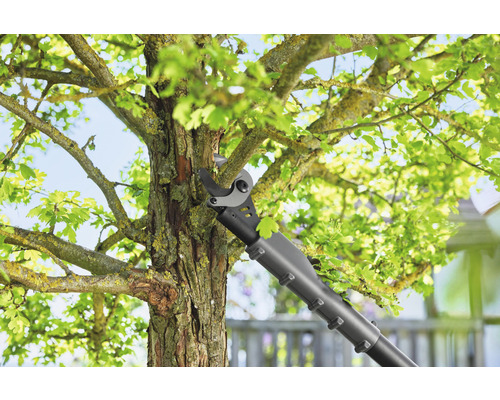 Astschneider in Verwendung an einem Baum im Garten.