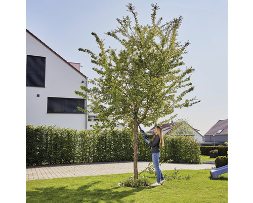 Frau schneidet Baum mit einer Gartenschere im Garten.