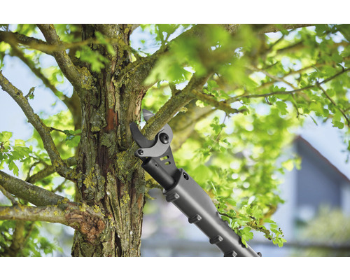 Astschere schneidet einen Ast an einem Baum.