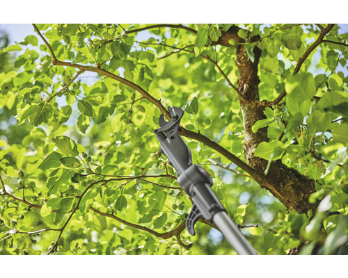 Un ébrancheur avec manche coupe une branche d''un arbre.