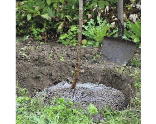 Ein frisch gepflanzter Baum mit Wurzelschutzgitter und einem Spaten im Garten.