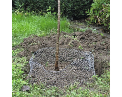 Junger Baum im Garten mit Drahthose zum Schutz vor Wildverbiss