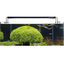Aquarium aménagé avec lampe Dennerle, plantes aquatiques et poissons