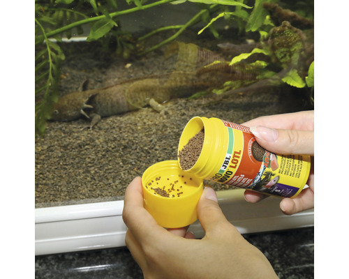 Blick auf ein Axolotl-Aquarium mit Futterzugabe von JBL Novo Lotl Axolotl Futter