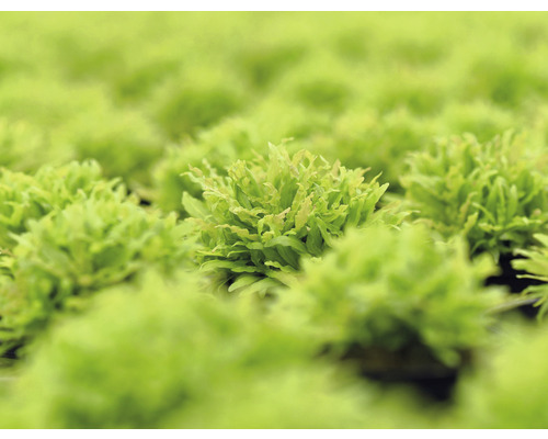 Gros plan de mousse de foie de bassin