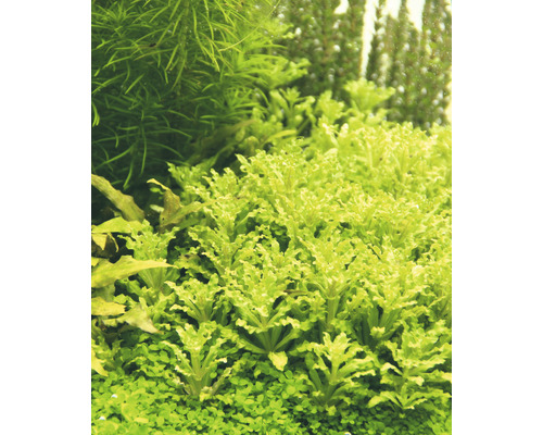 Plantes d''aquarium en détail