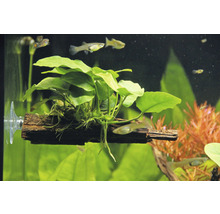 Saugwurzel mit Zwergspeerblatt - Saugwurzel Anubias nana ca. 16 x 7 x 12 cm