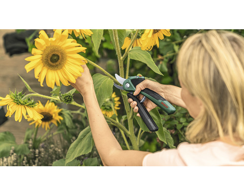 Frau schneidet Sonnenblumen mit einer Akku-Gartenschere von Bosch