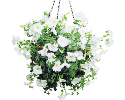 Hängeampel mit weißen Petunien und Kette