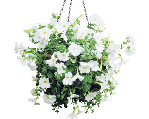 Hängeampel mit weißen Petunien