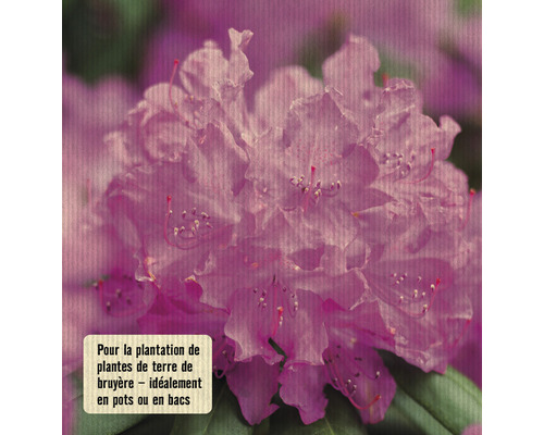 Gros plan d''une fleur de rhododendron rose