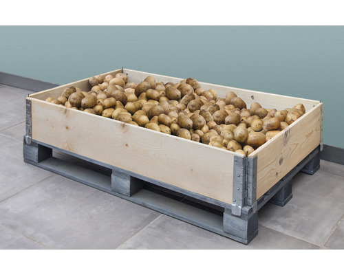 Holzkiste gefüllt mit Kartoffeln auf einer Palette