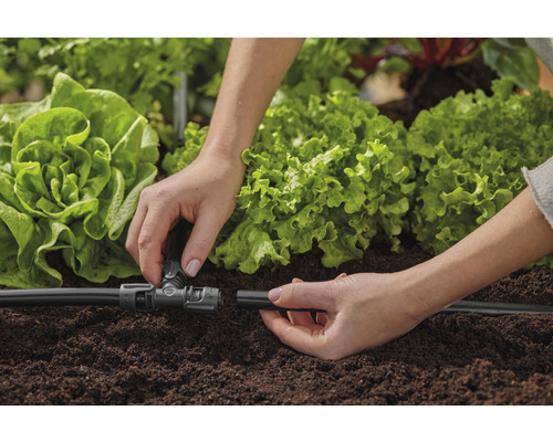 Installation eines Bewässerungssystems für den Garten mit Salatpflanzen