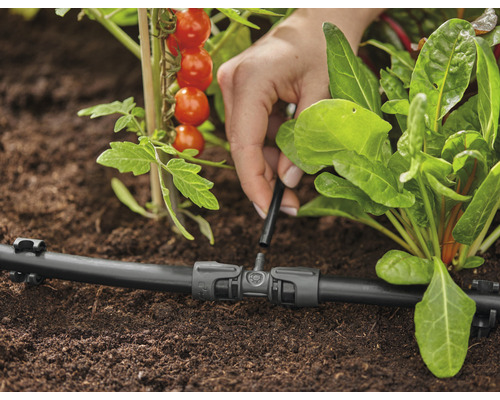 Système d''irrigation goutte à goutte utilisé pour arroser les plantes dans le jardin.