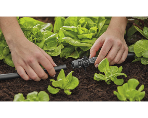 Gartenbewässerung mit Tropfschlauch und Regulierstück im Gemüsebeet