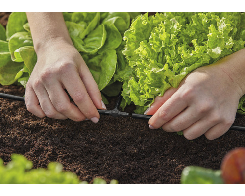 Installation eines Bewässerungssystems im Gemüsegarten mit Salatpflanzen