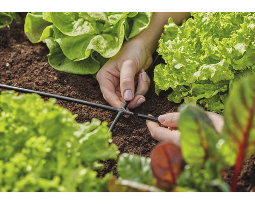 Nahaufnahme von Händen, die einen Verbinder an einem Bewässerungsschlauch in einem Gemüsegarten befestigen.
