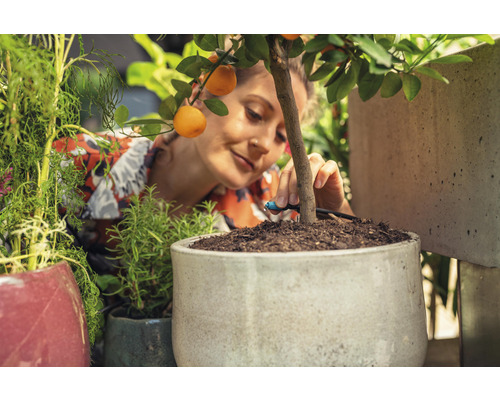 Frau installiert ein Bewässerungssystem in einem Topf mit Orangenbaum.