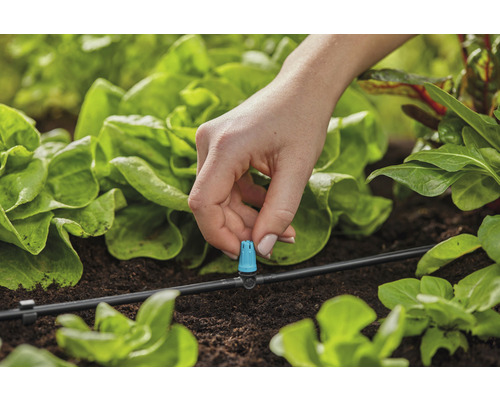Nahaufnahme einer Person, die einen Tropfer an einem Bewässerungssystem im Gemüsegarten befestigt