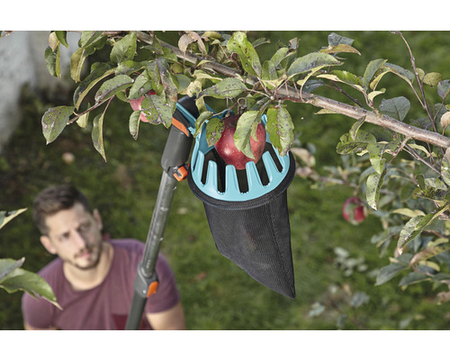 Cueille-fruits en action sur un pommier