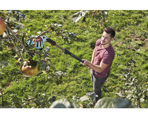 Un homme récolte des pommes sur un arbre avec un cueille-fruits