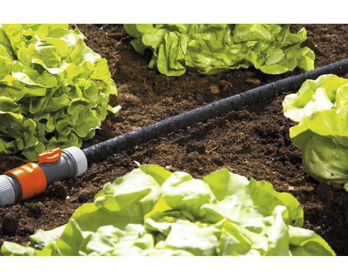 Tropfschlauch zur Gartenbewässerung zwischen Salatpflanzen