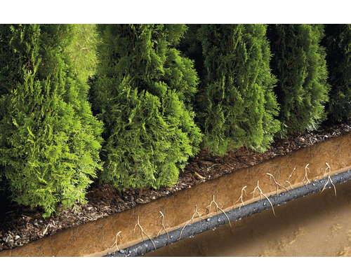 Blick auf oberirdische Thujahecke und unterirdische Bewässerungsrohre