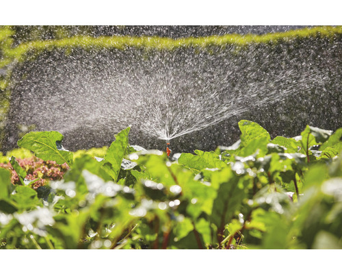 Arrosage d''un potager avec un asperseur de pelouse