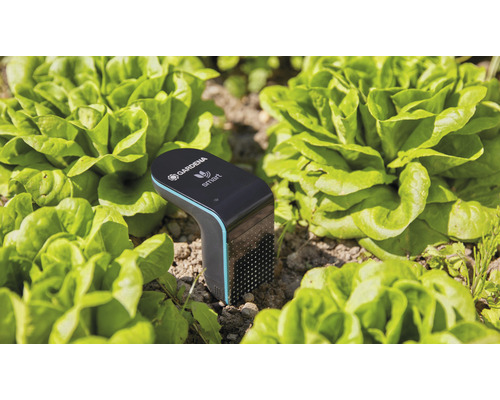 Gardena Smart Sensor im Salatbeet zur Bodenfeuchtemessung