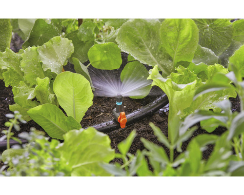 Bewässerungssystem im Gemüsegarten mit Salatpflanzen