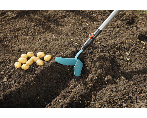 Pommes de terre à côté d''un outil de jardin sur la terre