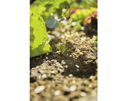 Potager avec de la laitue et de jeunes plantes dans la terre