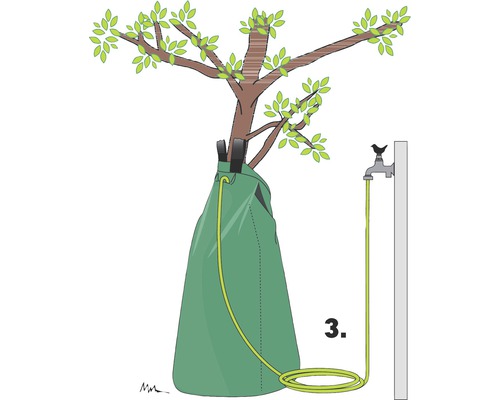 Illustration d''un arbre avec sac d''irrigation et tuyau d''arrosage raccordé