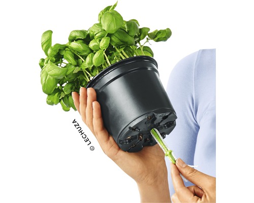 Basilikumpflanze in schwarzem Topf mit Bewässerungssystem
