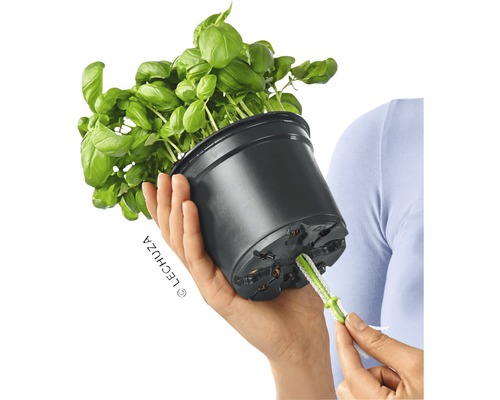 Basilikum in einem schwarzen Pflanztopf mit Bewässerungssystem in der Hand