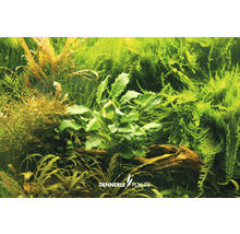 Speerblatt - Anubias bart. var. nana 'Kirin Mini'