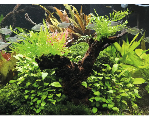 Dekoratives Aquarium mit Pflanzen und Fischen.