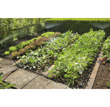 Bewässerungssystem im Gemüsegarten mit Salat, Rüben und Bohnen
