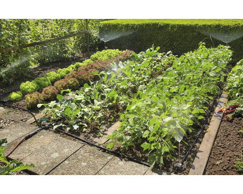 Bewässerungssystem im Gemüsegarten mit Salat, Rüben und Bohnen