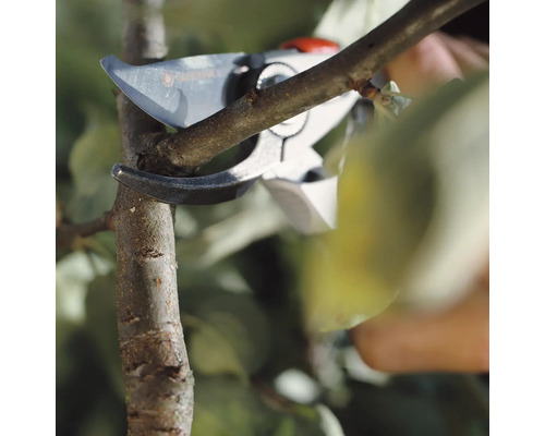 Gartenschere schneidet einen Ast ab