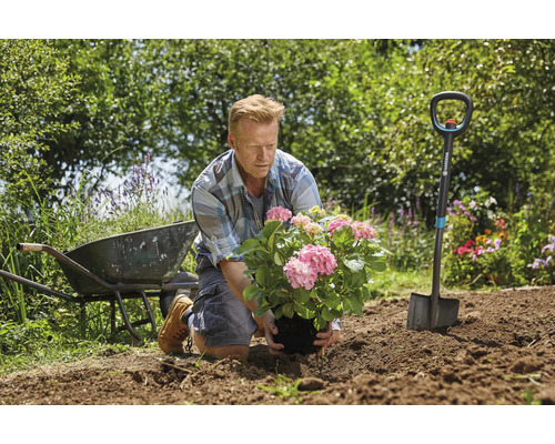 Un homme plante un hortensia dans un jardin avec une brouette et une bêche.