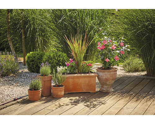 Pots de fleurs en terre cuite avec des plantes sur une terrasse en bois