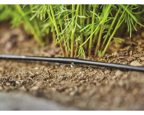 Bewässerungssystem Tropfschlauch mit Wassertropfen in der Nähe von Pflanzen