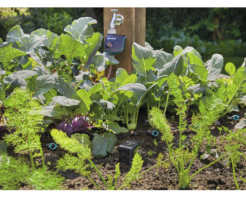 Gemüsegarten mit Kohl, Karotten und automatischer Bewässerung