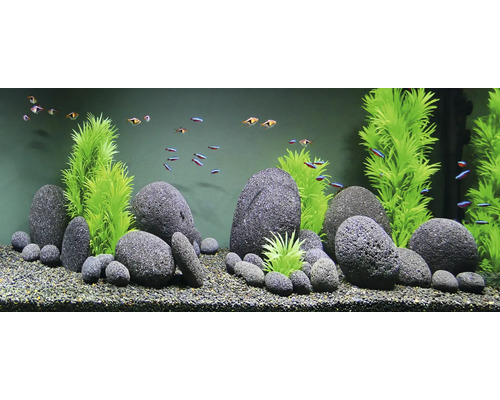 Aquarium avec décoration en pierres, plantes et poissons