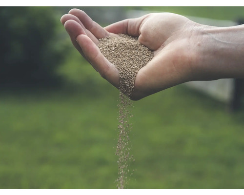 Hand hält Rasensamen über Rasen