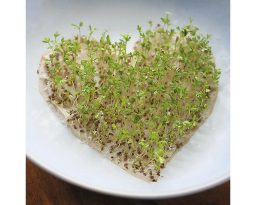 Kresse in Herzform auf Watte in einer Schale