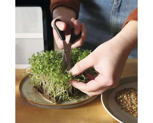Person schneidet Kresse mit einer Schere auf einem Teller